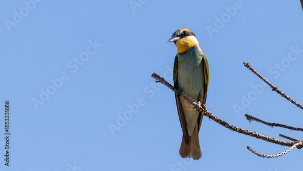 Obraz European Bee Eater