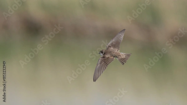 Obraz Sand Martin flying.