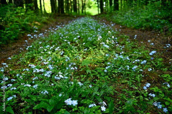 Obraz green grass and flowers
