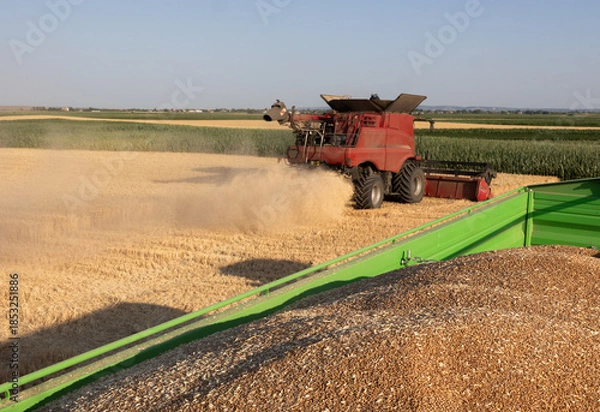 Obraz Combine harvester in field wheat
