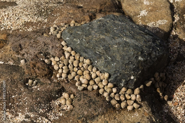 Fototapeta Fauna of Gran Canaria - many small seasnails, Littorina striata, striped winkles, on a volcanic rock, EL Confital beach
