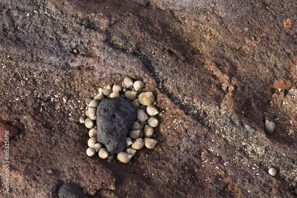 Fototapeta Fauna of Gran Canaria - many small seasnails, Littorina striata, striped winkles, on a volcanic rock, EL Confital beach
