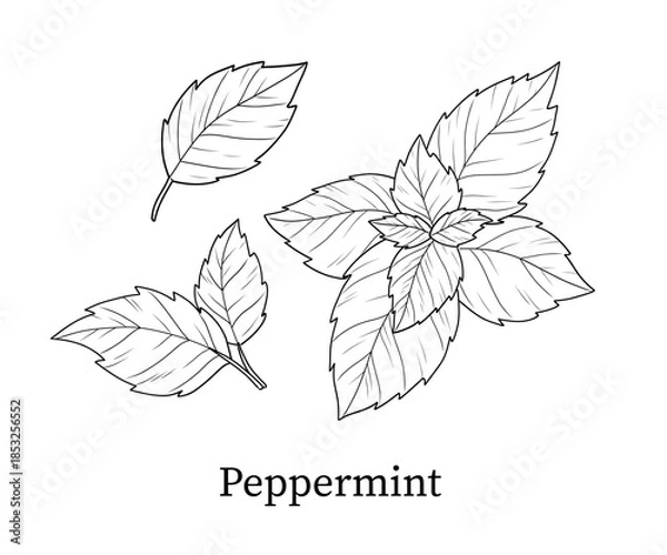 Obraz Peppermint line art hand-drawn vector illustration