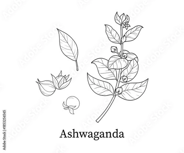 Fototapeta Ashwaganda line art hand-drawn vector illustration