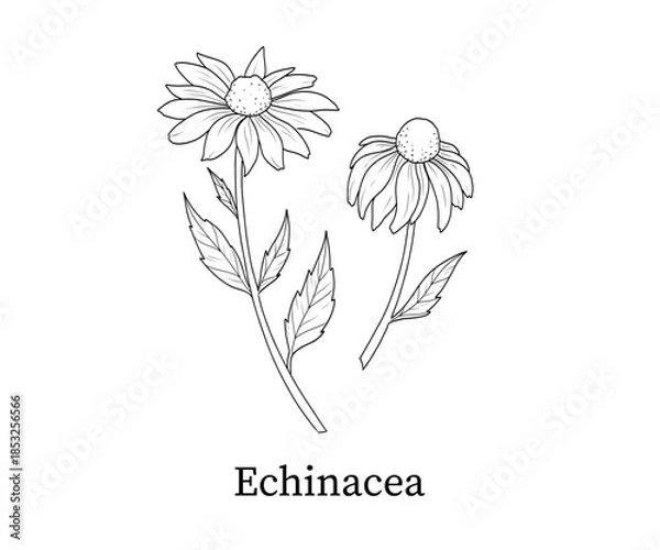 Fototapeta Echinacea line art hand-drawn vector illustration