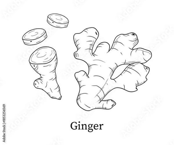 Fototapeta Ginger line art hand-drawn vector illustration