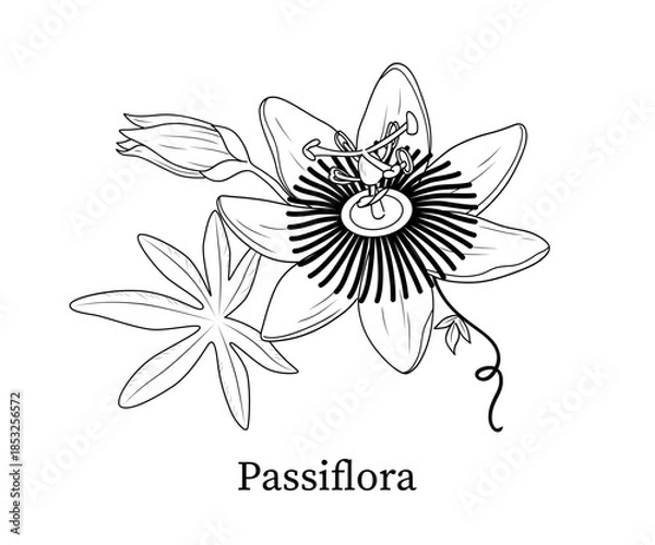 Fototapeta Passiflora line art hand-drawn vector illustration