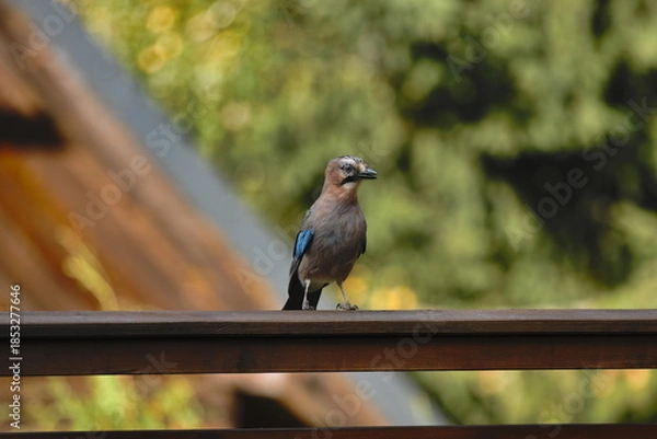 Obraz Eurasian Jay  (Garrulus glandarius)