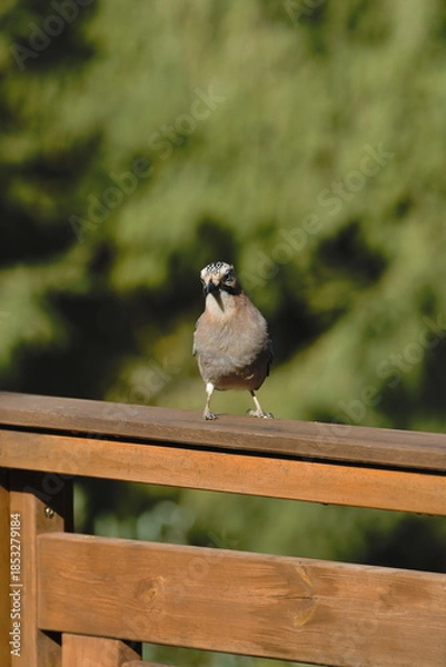 Obraz Eurasian Jay  (Garrulus glandarius)