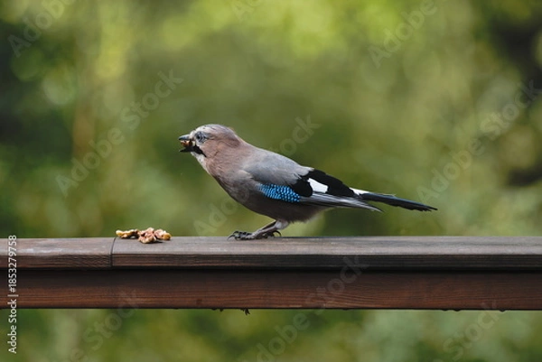 Obraz Eurasian Jay  (Garrulus glandarius)