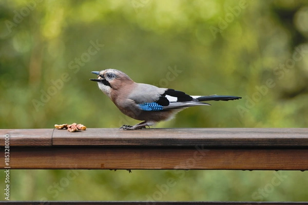 Fototapeta Eurasian Jay  (Garrulus glandarius)