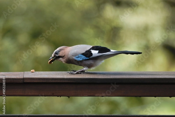 Fototapeta Eurasian Jay  (Garrulus glandarius)