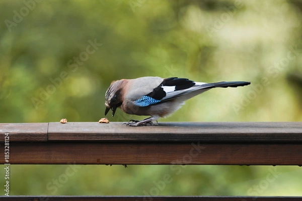 Fototapeta Eurasian Jay  (Garrulus glandarius)