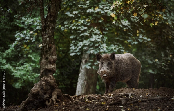 Obraz A wild boar standing in a forest