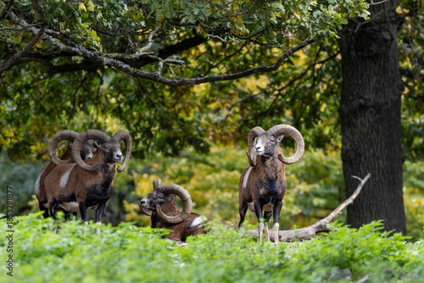 Obraz Herd of majestic mouflon standing in forest in autumn