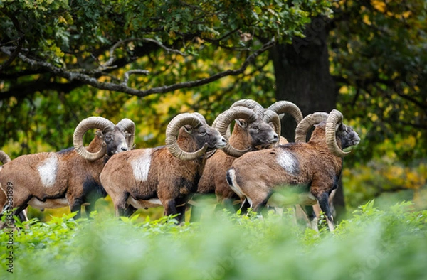 Obraz Herd of majestic mouflon standing in forest in autumn
