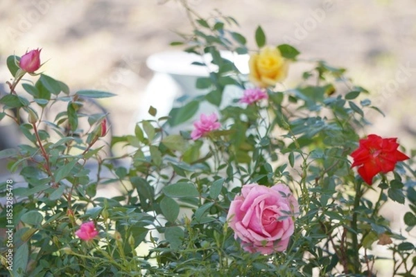 Obraz pink and white tulips