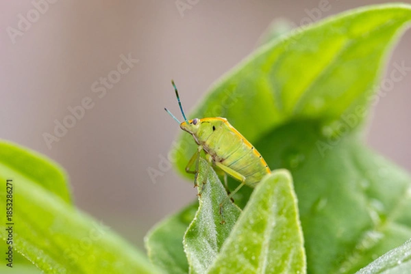 Obraz Percevejo-verde