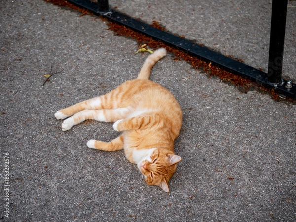 Fototapeta Calm and relaxed ginger cat is laying on a ground. Animal is comfortable state and in no rush to do anything.