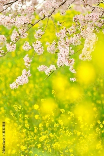 Fototapeta 桜と菜の花