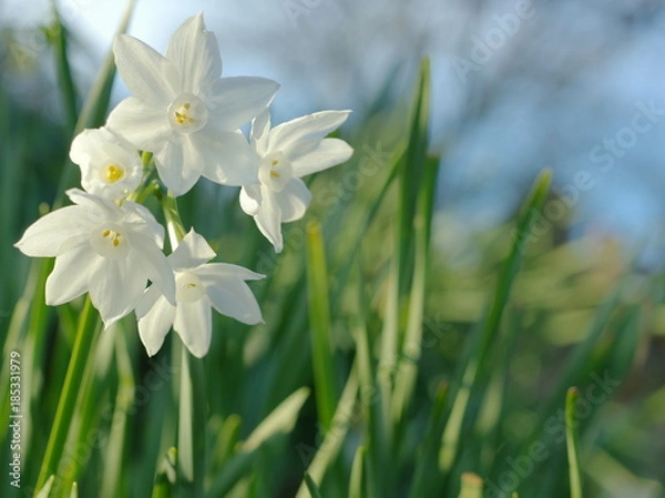 Obraz 純白の水仙