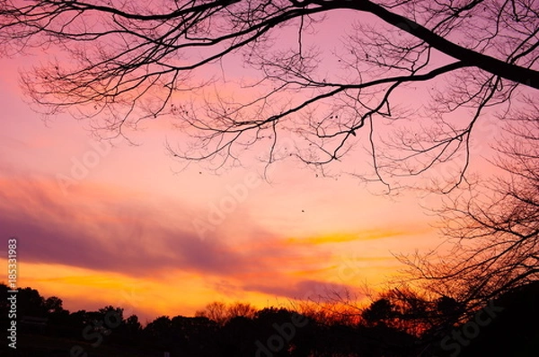 Obraz 冬の雑木林の夕焼け