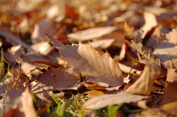 Obraz 雑木林の落ち葉