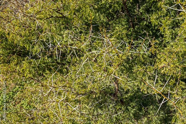 Obraz arvores espinhosas