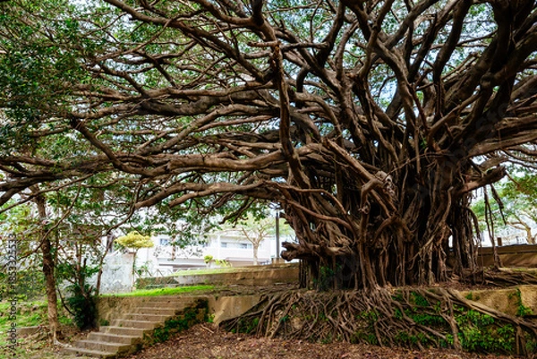 Fototapeta 崇元寺公園のガジュマル
