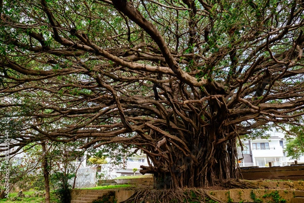 Obraz 崇元寺公園のガジュマル