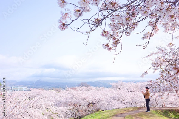 Fototapeta 五稜郭公園の桜