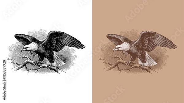 Obraz Vintage Bald Eagle Etching/Engraving Illustration