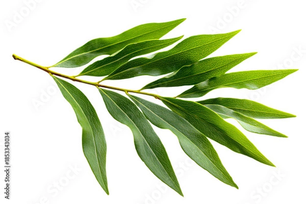 Obraz Eucalyptus Leaves on White Background