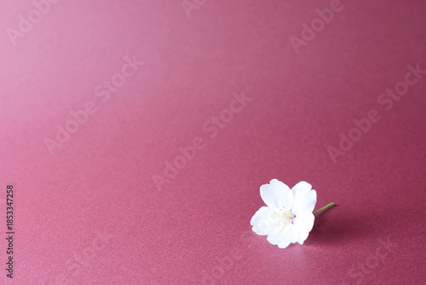 Obraz 桜の花と紅の背景