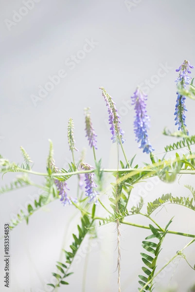 Obraz 日を浴びているクサフジの花