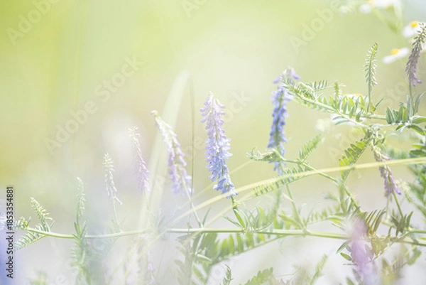 Obraz 日を浴びているクサフジの花