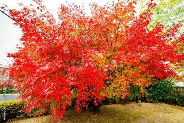 Obraz 日田市西有田の紅葉