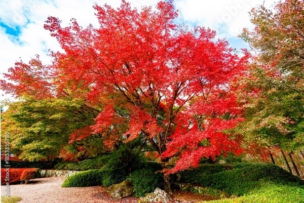 Obraz 日田市西有田の紅葉