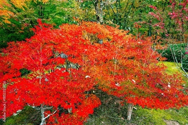 Obraz 日田市西有田の紅葉