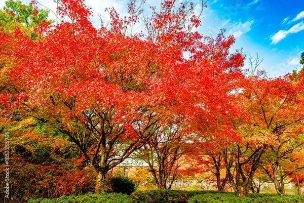 Obraz 日田市西有田の紅葉