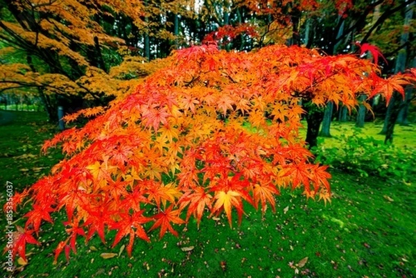 Obraz 日田市西有田の紅葉