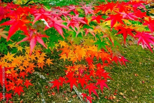 Obraz 日田市西有田の紅葉