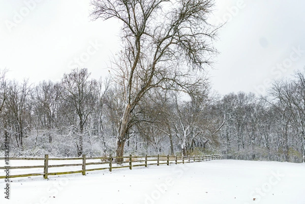 Obraz snow covered trees