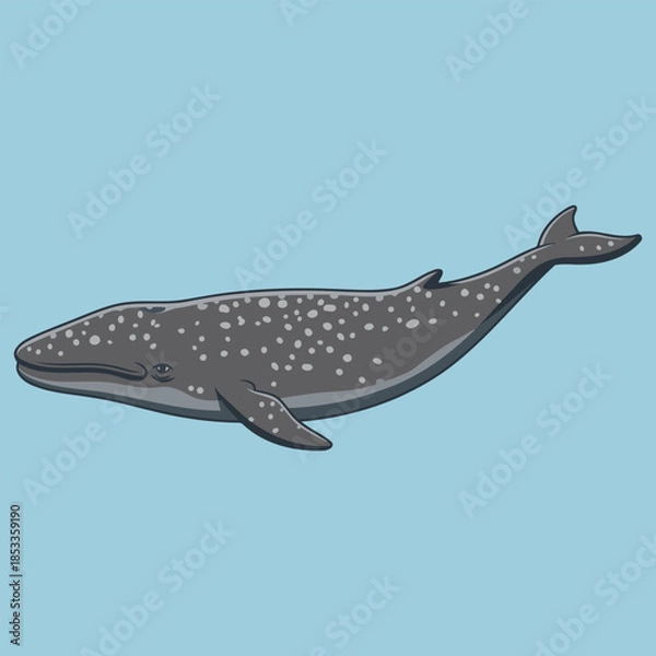 Obraz Gray Whale  with Spotted Skin and Barnacles - Animal Character Vector Illustration 