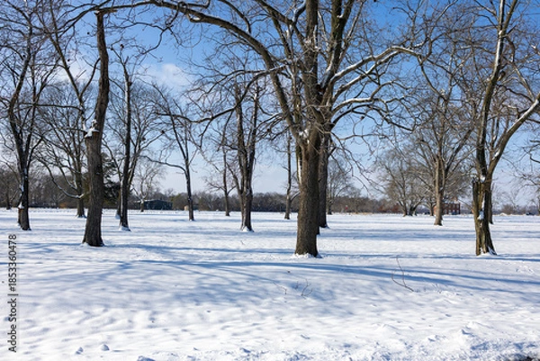 Obraz snow covered trees
