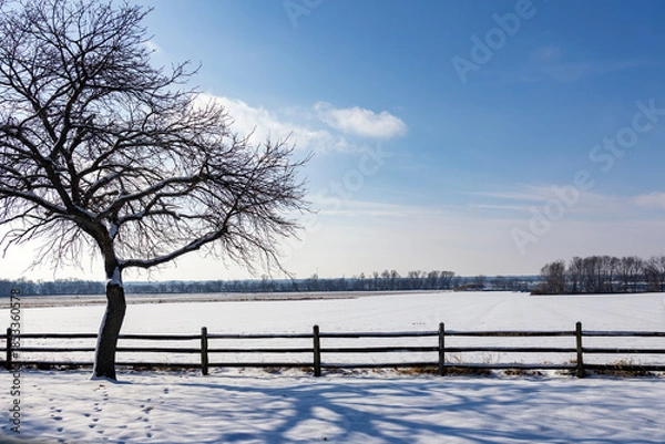 Obraz winter landscape with trees and snow
