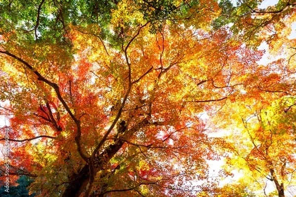 Obraz 用作公園の紅葉