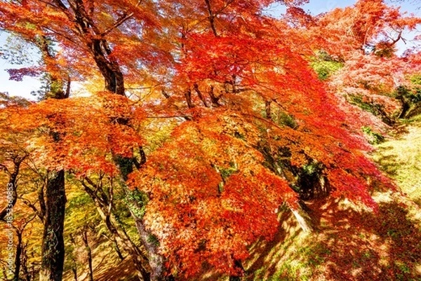 Obraz 用作公園の紅葉