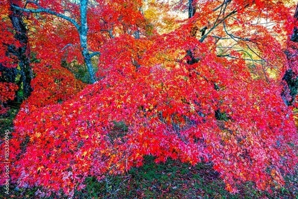 Obraz 用作公園の紅葉