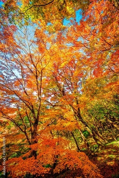 Obraz 用作公園の紅葉